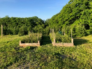 View of young transplants in beds waiting for planting.