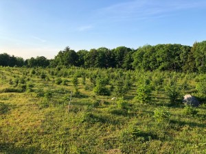 View of developing balsam Christmas trees.
