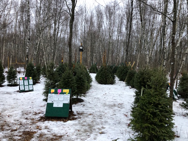 Fading Snow No Match For Holiday Spirit At Balsam Hill&nbsp;Farm