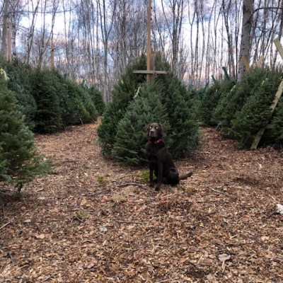 Full Selection Of Balsam Fir Christmas Trees Still At Balsam Hill&nbsp;Farm